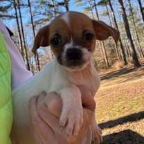 Thumbnail photo of Snowflake #2