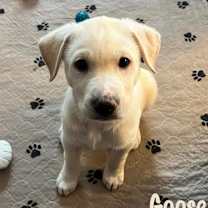 Thumbnail photo of Goose #1