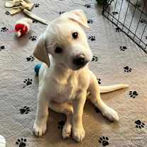 Thumbnail photo of Goose #2