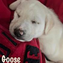 Thumbnail photo of Goose #3