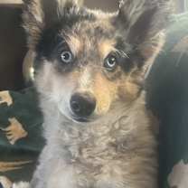 Thumbnail photo of Hazey #3