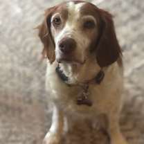 Thumbnail photo of OR/Susie (Bonded with Lucy) #2