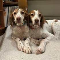 Thumbnail photo of OR/Susie (Bonded with Lucy) #4