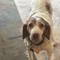 Thumbnail photo of OR/Lucy (bonded with Susie) #2