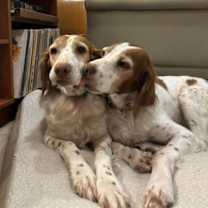Thumbnail photo of OR/Lucy (bonded with Susie) #3