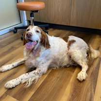Thumbnail photo of OR/Lucy (bonded with Susie) #4