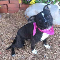 Thumbnail photo of Cookie #2