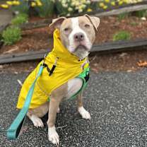 Thumbnail photo of Heather Locklear #3