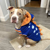 Thumbnail photo of Heather Locklear #4