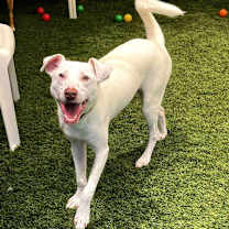 Thumbnail photo of Charmander #1