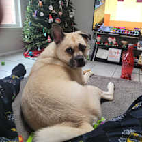 Thumbnail photo of MAUI #2