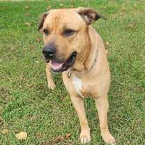 Thumbnail photo of Apollo #1