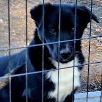 Thumbnail photo of Golden Collie X pups #1