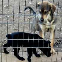 Thumbnail photo of Golden Collie X pups #2