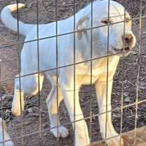 Thumbnail photo of Golden Collie X pups #3