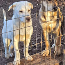 Thumbnail photo of Golden Collie X pups #4