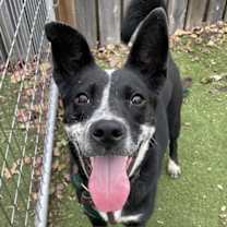 Thumbnail photo of Nancy Drew (a courtesy listing in St Louis MO) #1