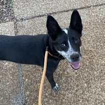 Thumbnail photo of Nancy Drew (a courtesy listing in St Louis MO) #2