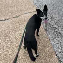 Thumbnail photo of Nancy Drew (a courtesy listing in St Louis MO) #3