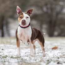 Thumbnail photo of Cherry Cola Lola #2