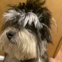 Thumbnail photo of Mocha Ivy #1