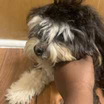 Thumbnail photo of Mocha Ivy #3