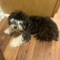Thumbnail photo of Mocha Ivy #4