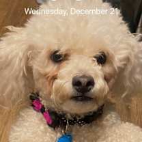 Thumbnail photo of Sadie #1