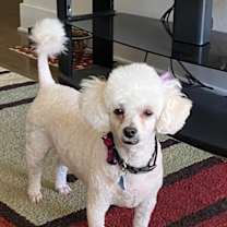 Thumbnail photo of Sadie #2