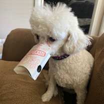 Thumbnail photo of Sadie #3