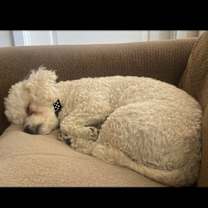 Thumbnail photo of Sadie #4
