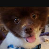 Thumbnail photo of Yogi #1