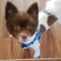 Thumbnail photo of Yogi #2