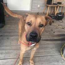 Thumbnail photo of Brownie #1