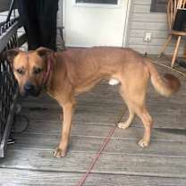 Thumbnail photo of Brownie #2