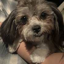 Thumbnail photo of Henry #4