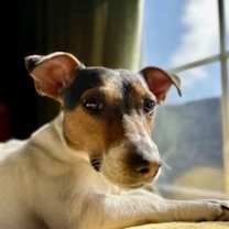 Thumbnail photo of King #3