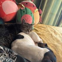 Thumbnail photo of King #4