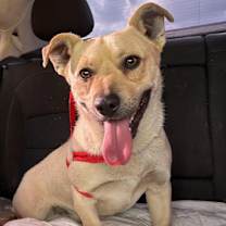 Thumbnail photo of CHESTER #1