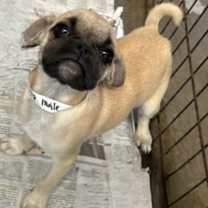 Thumbnail photo of Buster #2
