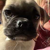 Thumbnail photo of Buster #3
