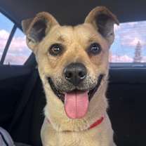 Thumbnail photo of CHESTER #1