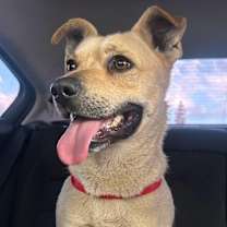 Thumbnail photo of CHESTER #3