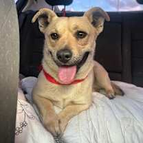 Thumbnail photo of CHESTER #4