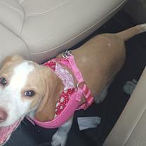 Thumbnail photo of Lily #1