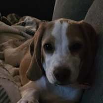 Thumbnail photo of Lily #2