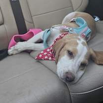 Thumbnail photo of Lily #3