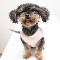 Thumbnail photo of Plum #1