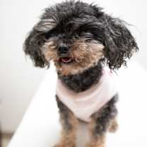 Thumbnail photo of Plum #3