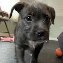 Thumbnail photo of Noelle #3